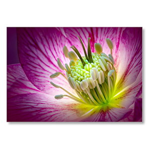 Makro Closeup Helleborus Çiçek Görseli Mdf Ahşap Tablo 50x70 cm