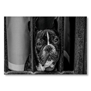 Buldog Köpek Görseli Mdf Ahşap Tablo