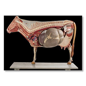 İneğin İç Organlarının Görseli Mdf Ahşap Tablo 25x35 cm