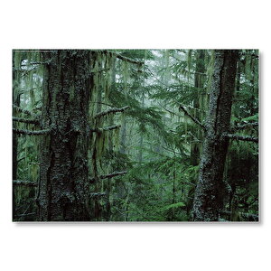 Çam Ormanı Mdf Ahşap Tablo 50x70 cm