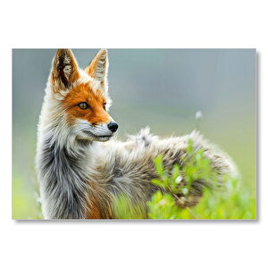 Kızıl Tilki Görseli Mdf Ahşap Tablo 50x70 cm