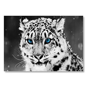 Kar Leoparı Ve Mavi Gözleri Mdf Ahşap Tablo 50x70 cm