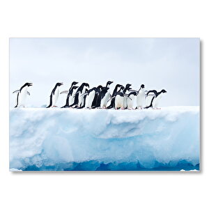 Antarktikadaki Penguenlerin Yürüyüşü Görseli Mdf Ahşap Tablo 35x50 cm
