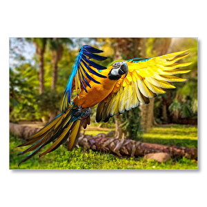 Papağan Mavi Turuncu Sarı Ormanda Uçuyor Mdf Ahşap Tablo 35x50 cm