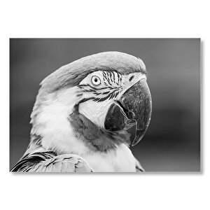 Amerika Papağanı Siyah Beyaz Görseli Mdf Ahşap Tablo