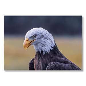 Beyaz Başlı Kel Kartal Flu Arkaplan Mdf Ahşap Tablo 50x70 cm