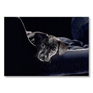 Karanlık Mod Siyah Yavru Köpek Mdf Ahşap Tablo 35x50 cm