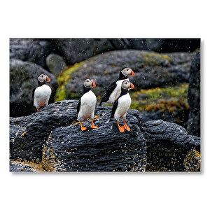 Puffin Bird Beak Rock Mdf Ahşap Tablo 35x50 cm
