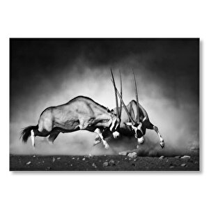 Antilop Kavgası Mdf Ahşap Tablo 35x50 cm