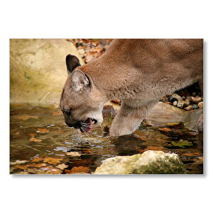 Ormandaki Puma Derede Su İçerken Görseli Mdf Ahşap Tablo 50x70 cm