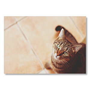 Kahve Rengi Kedi Mdf Ahşap Tablo 25x35 cm