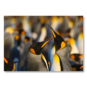 Antartikada Penguen Çifti Mdf Ahşap Tablo 35x50 cm