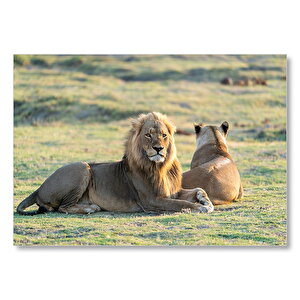 Çayırda Erkek Aslan Ve Eşi Mdf Ahşap Tablo 35x50 cm