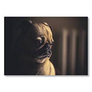 Pug Köpek Cinsi Görseli Mdf Ahşap Tablo 25x35 cm