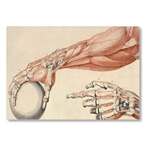 İnsan Anatomisi El Ve Kol Bilye Görseli Mdf Ahşap Tablo 50x70 cm