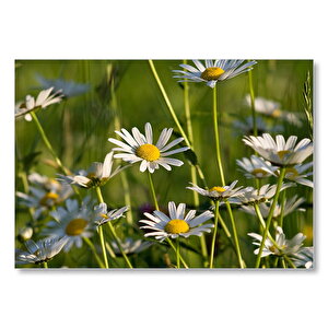 Siyah Papatyalar Mdf Ahşap Tablo 35x50 cm