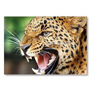 Kükreyen Güzel Leopar Görseli Mdf Ahşap Tablo 35x50 cm