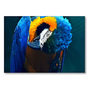 Makav Papağanı Mdf Ahşap Tablo 25x35 cm