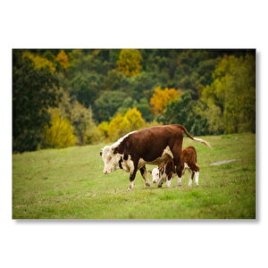 Doğada Öküz Ve Dana Koşturmacası Görseli Mdf Ahşap Tablo 50x70 cm