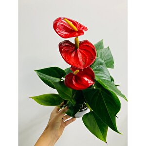 Kırmızı Anthurium