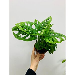 Monkey Monstera