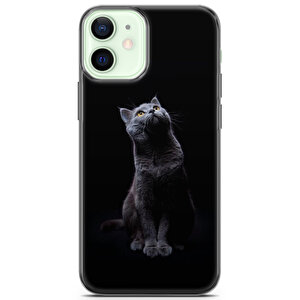 Apple Iphone 12 Uyumlu Kılıf Scotish British 21 Kapak British Shorthair Portre