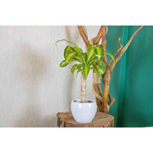 Beyaz Granit Terracota Toprak Saksıda Massengena Salon Bitkisi