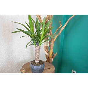 Gri Granit Terracota Toprak Saksıda Yuka Salon Bitkisi