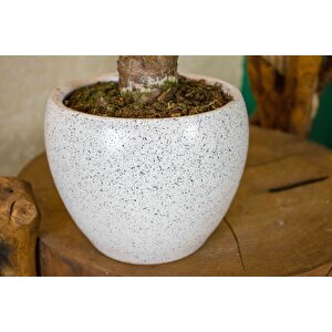Beyaz Granit Terracota Toprak Saksıda Yuka Salon Bitkisi