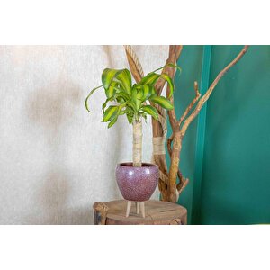 3 Ayaklı Bordo Granit Terracota Toprak Saksıda Massengena Salon Bitkisi