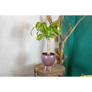 3 Ayaklı Bordo Granit Terracota Toprak Saksıda Massengena Salon Bitkisi