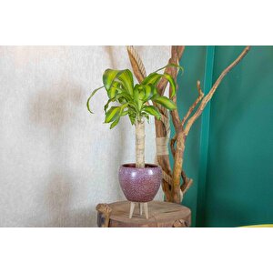 3 Ayaklı Bordo Granit Terracota Toprak Saksıda Massengena Salon Bitkisi