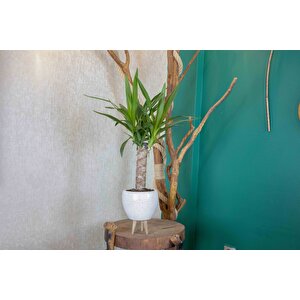 3 Ayaklı Beyaz Granit Terracota Toprak Saksıda Yuka Salon Bitkisi