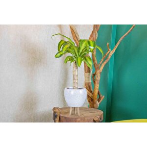 3 Ayaklı Beyaz Granit Terracota Toprak Saksıda Massengena Salon Bitkisi