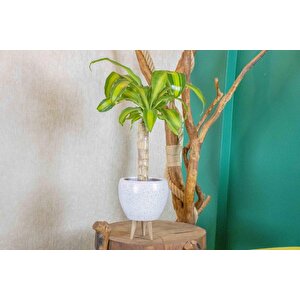 3 Ayaklı Beyaz Granit Terracota Toprak Saksıda Massengena Salon Bitkisi