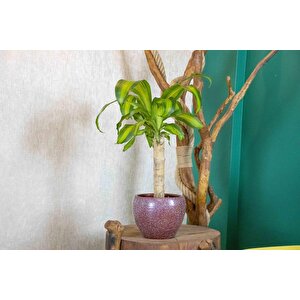 Bordo Granit Terracota Toprak Saksıda Massengena Salon Bitkisi