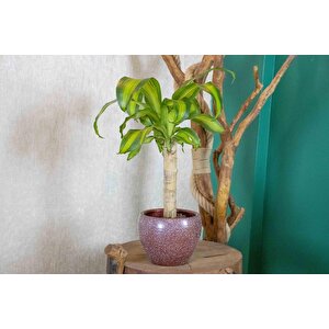 Bordo Granit Terracota Toprak Saksıda Massengena Salon Bitkisi