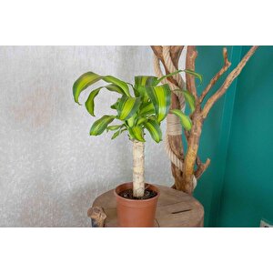 Bordo Granit Terracota Toprak Saksıda Massengena Salon Bitkisi