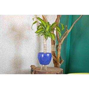 3 Ayaklı Lacivert Granit Terracota Toprak Saksıda Massengena Salon Bitkisi