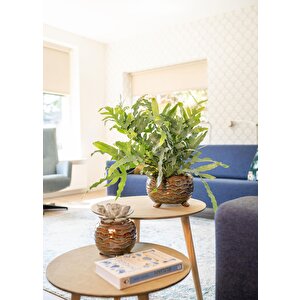Dewi Marrakech Seramik Saksı 14 Cm