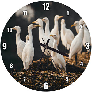 Beyaz Balıkçıl Kuşları Görsel Duvar Saati