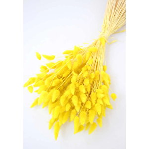 Kuru Çiçek Pamuk Otu (yerli̇) Sarı Lagurus