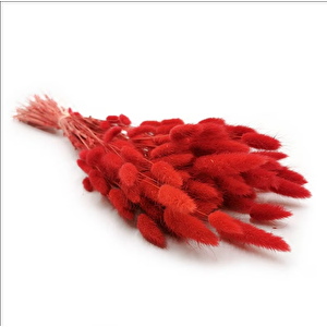 Kırmızı Pamuk Otu (lagurus), Kuru Çiçek