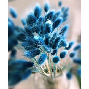 Kuru Çiçek  Mavi Pamuk Otu