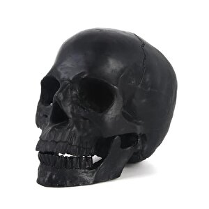1:1 İnsan Kafası Kafatası Heykeli Dekor Tıbbi Öğretim Kroki Modeli Heykel