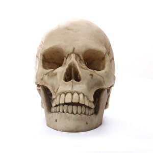 1:1 İnsan Kafası Kafatası Heykeli Dekor Tıbbi Öğretim Kroki Modeli Heykel