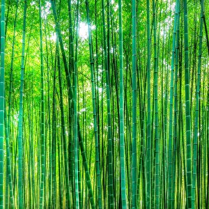 Bambu Orman Desenli Isı Ve Ses Yalıtımlı Sağlık Dostu Kumaş Poster Duvar Kağıdı