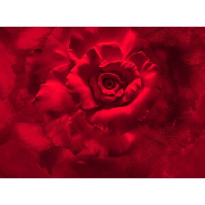 3 Boyutlu Kırmızı Gül Desenli Isı Ve Ses Yalıtımlı Sağlık Dostu Kumaş Poster Duvar Kağıdı