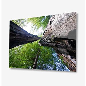 Doğa Cam Tablo 50x70 cm
