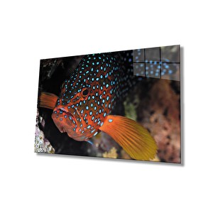 Balıksualtı Cam Tablo 50x70 cm